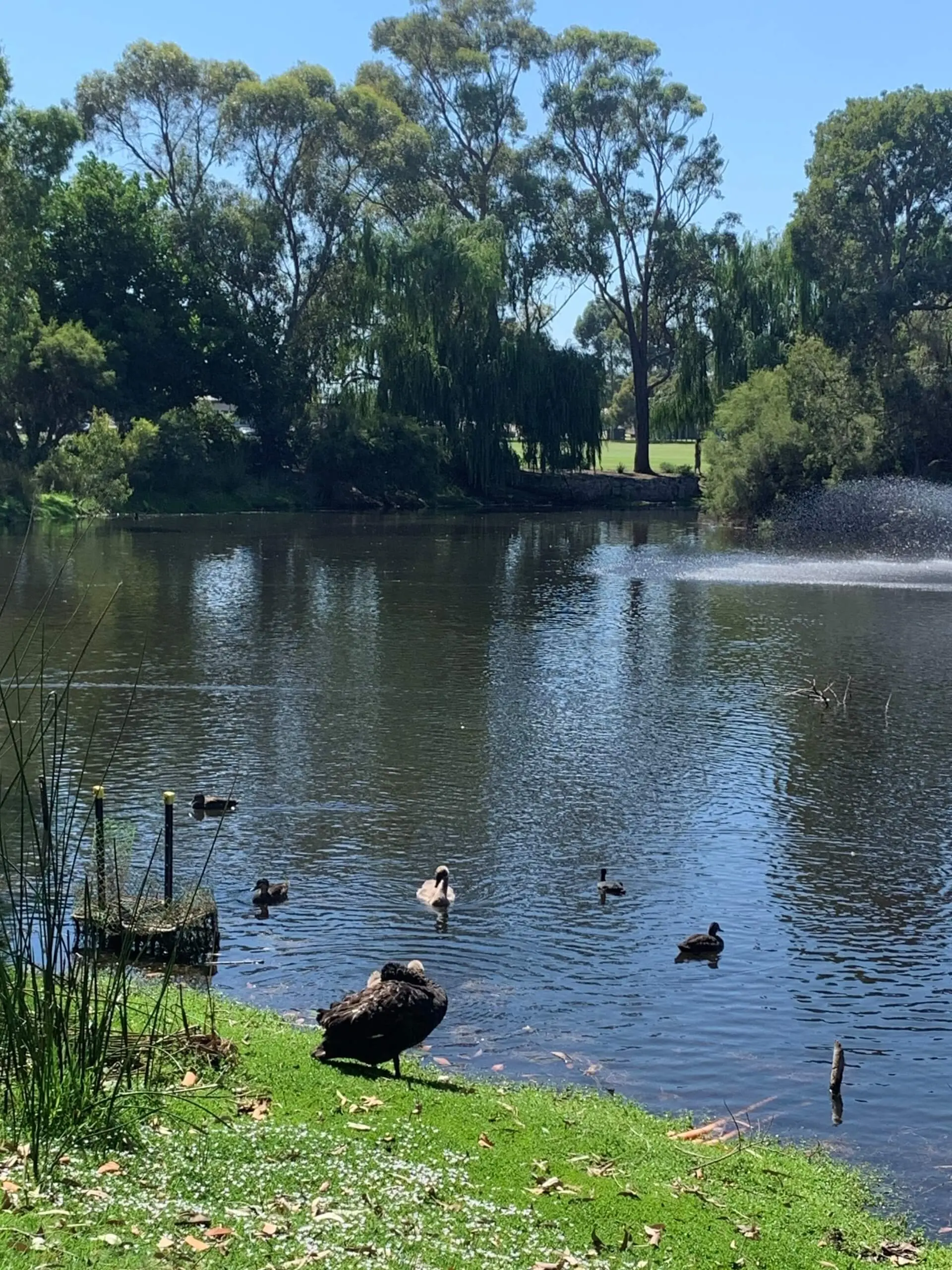 Black swans